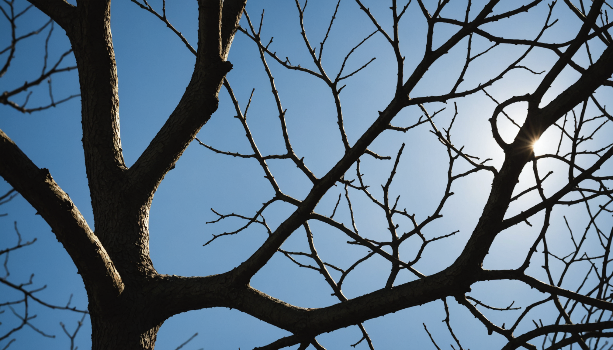 Illustration for: Tree of Concepts: Interpretable Continual Learners in Non-Stationary Clinical Domains